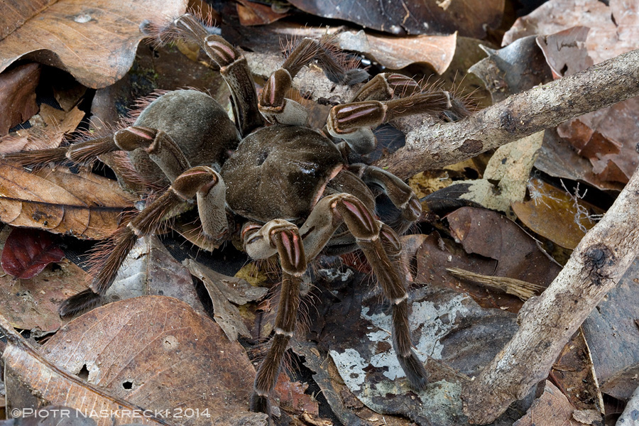 goliath birdeater spider