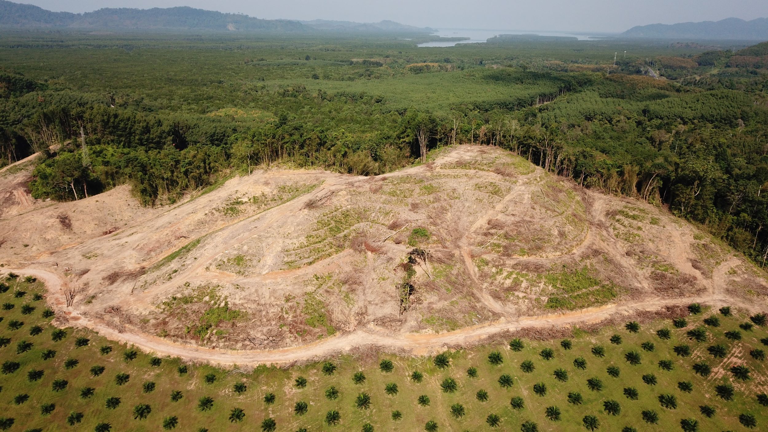 aerial image showing land cleared for trees and plantations with rainforest in the background