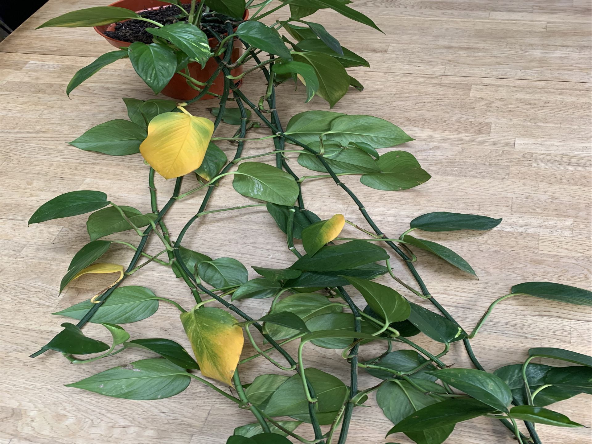 Why are leaves on my Pothos turning yellow? Experts explain Livingetc