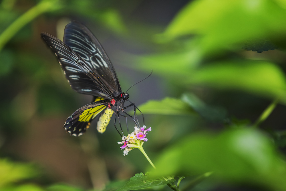 biggest animal queen alexandra&rsquo;s birdwing