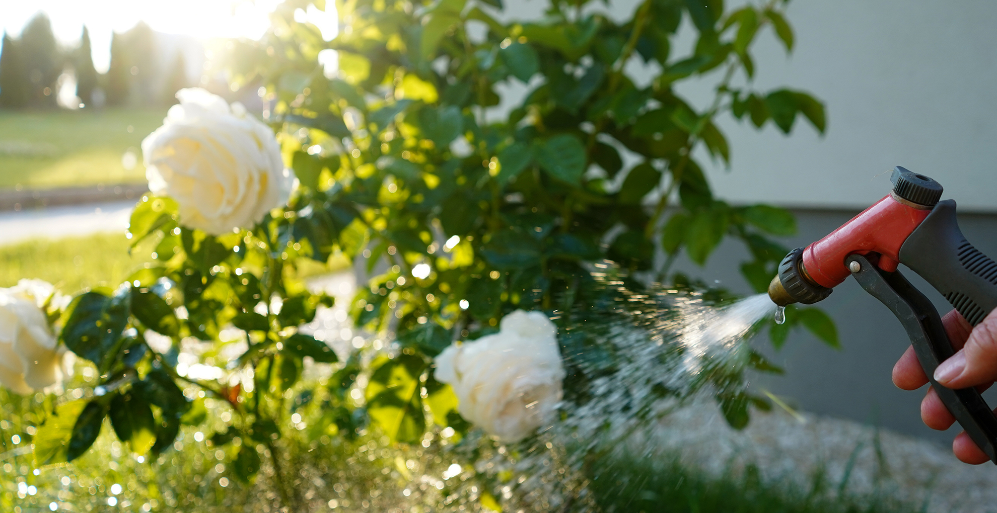 5 easy Ways to Keep Roses Flowering All Summer Long Woman & Home
