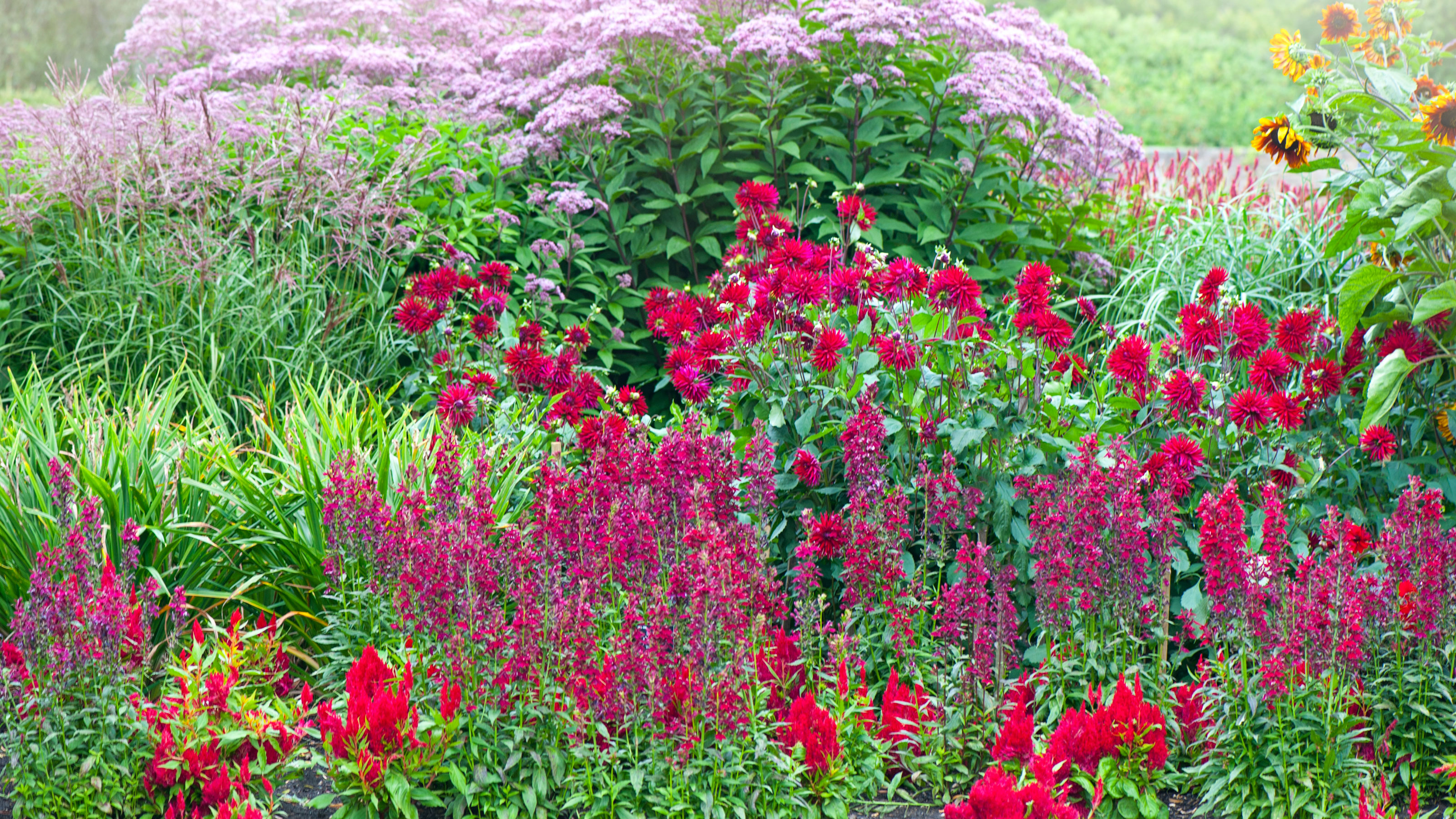 When to cut back salvia Ideal Home