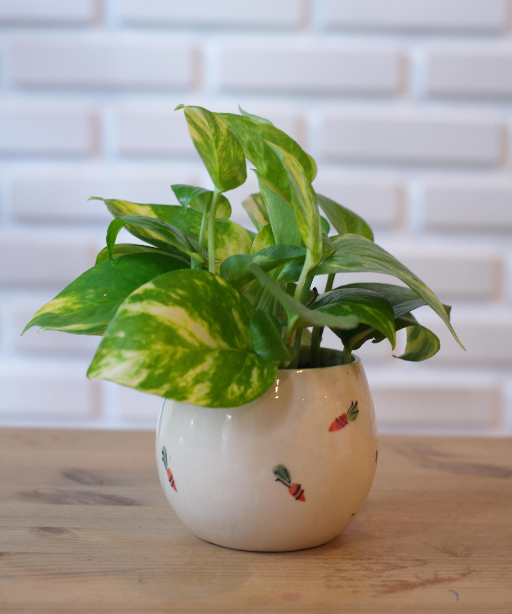 Why is my golden pothos turning yellow? Expert advice Homes & Gardens