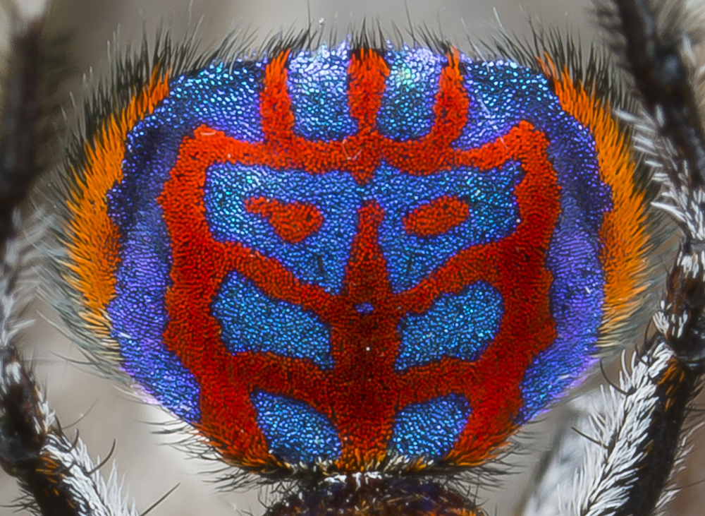 new species of peacock spider, Maratus bubo