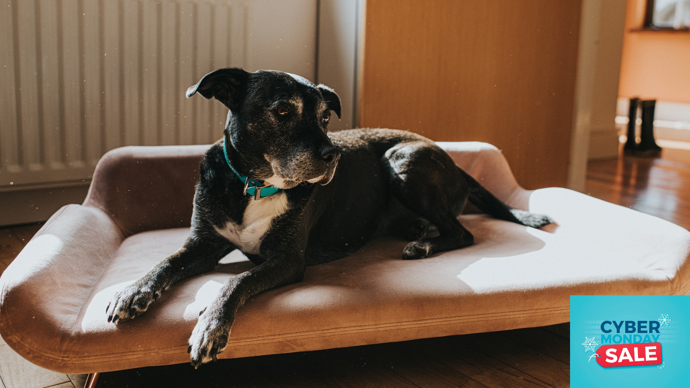 6 best Cyber Monday dog bed bargains we could find we could find PetsRadar