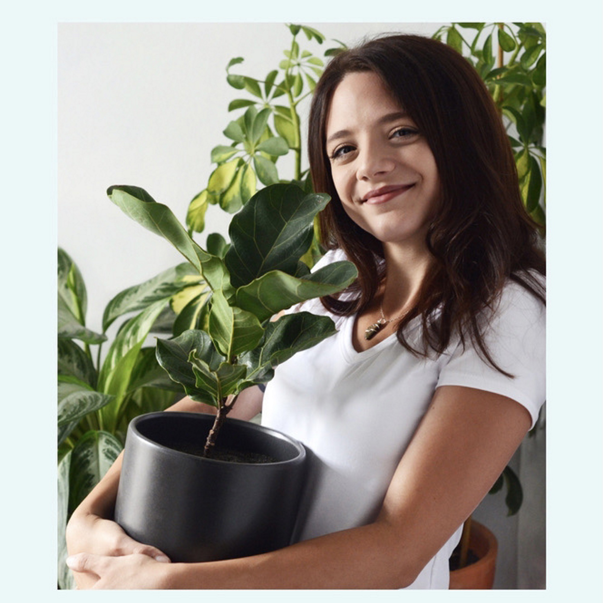 African violets care guide 5 expert tips for bright blooms Homes