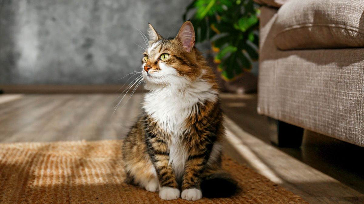 20 Best Cats For Apartments PetsRadar