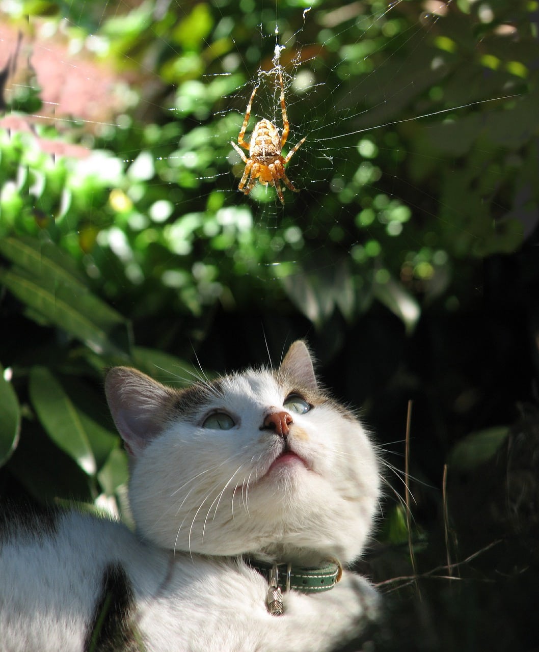 How To Get Your Cat To Eat Spiders Munchkin Kitten Store