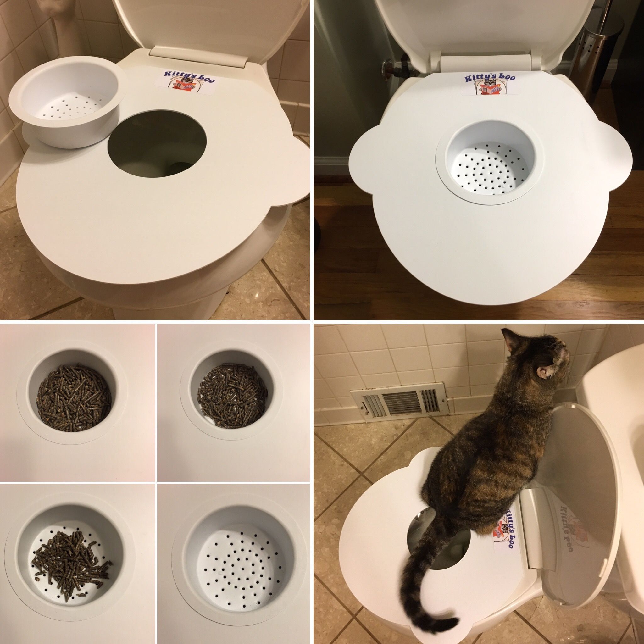 Toilet Training Your Cat A StepbyStep Guide Munchkin Kitten Store