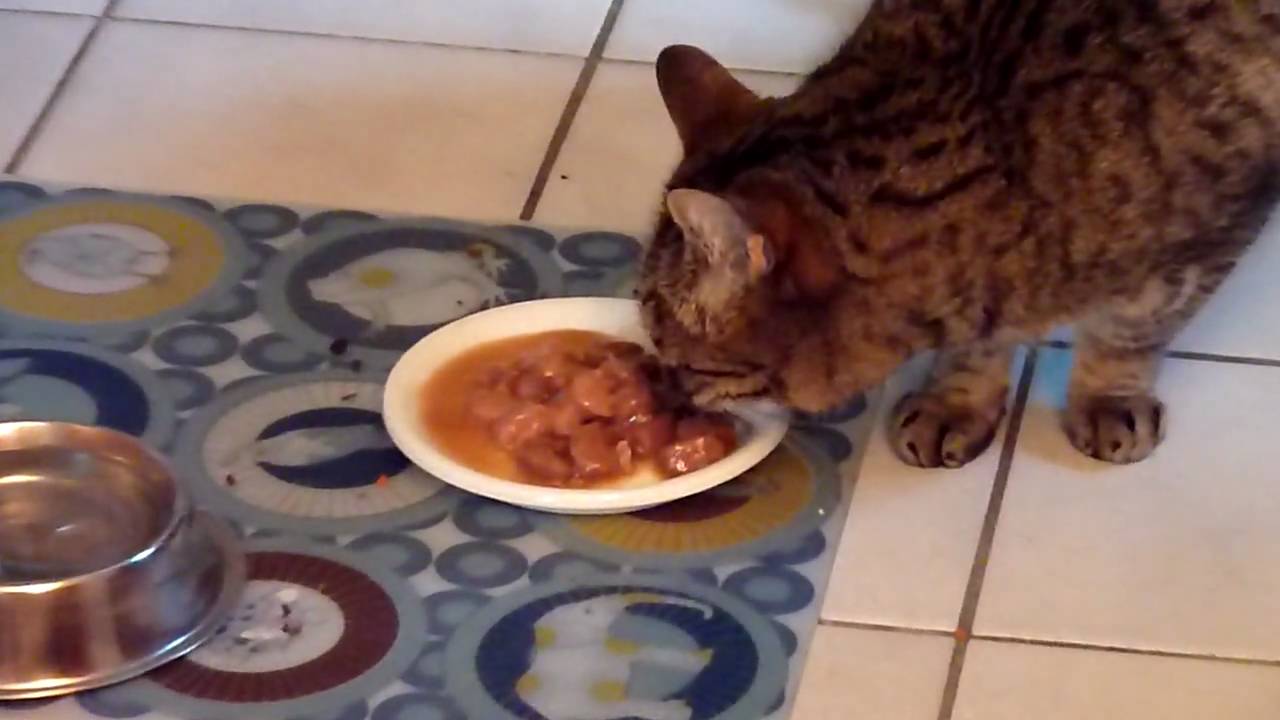 How To Train Your Kitten To Eat Cat Food Munchkin Kitten Store