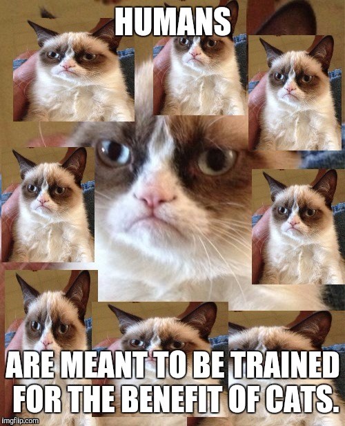 Is My Cat Training Me? Munchkin Kitten Store