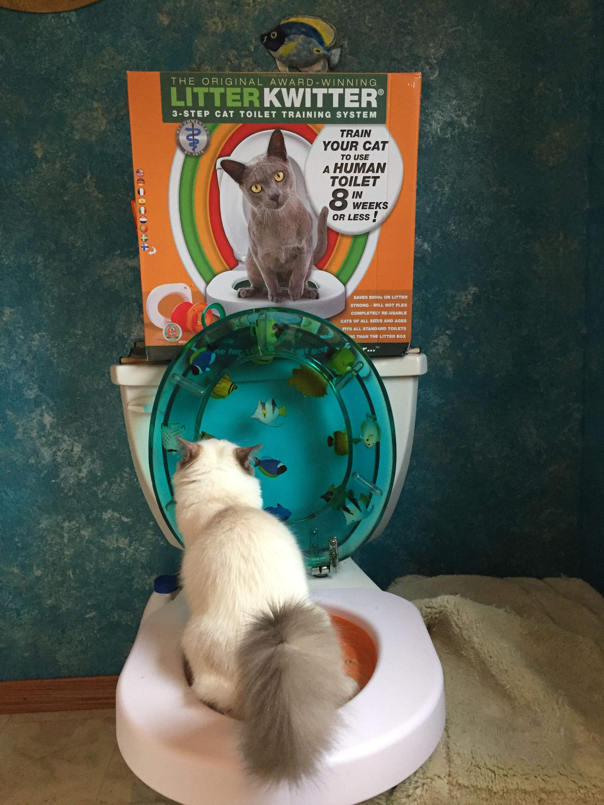 Why Toilet Training Is Bad For A Cat Munchkin Kitten Store