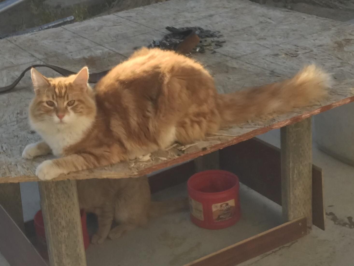 Why Cats Eat Fur Theories And Explanations Munchkin Kitten Store