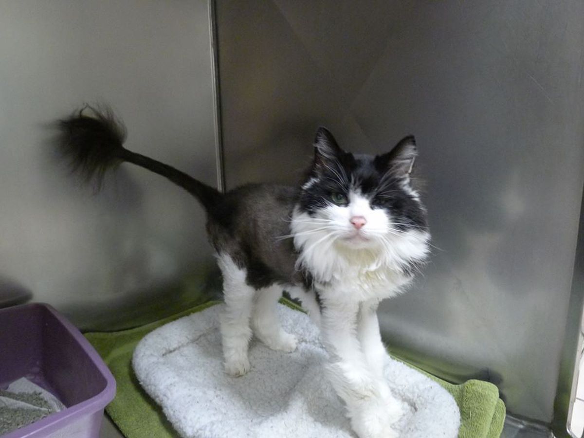 The Benefits Of Trimming Your Cat’s Fur Munchkin Kitten Store