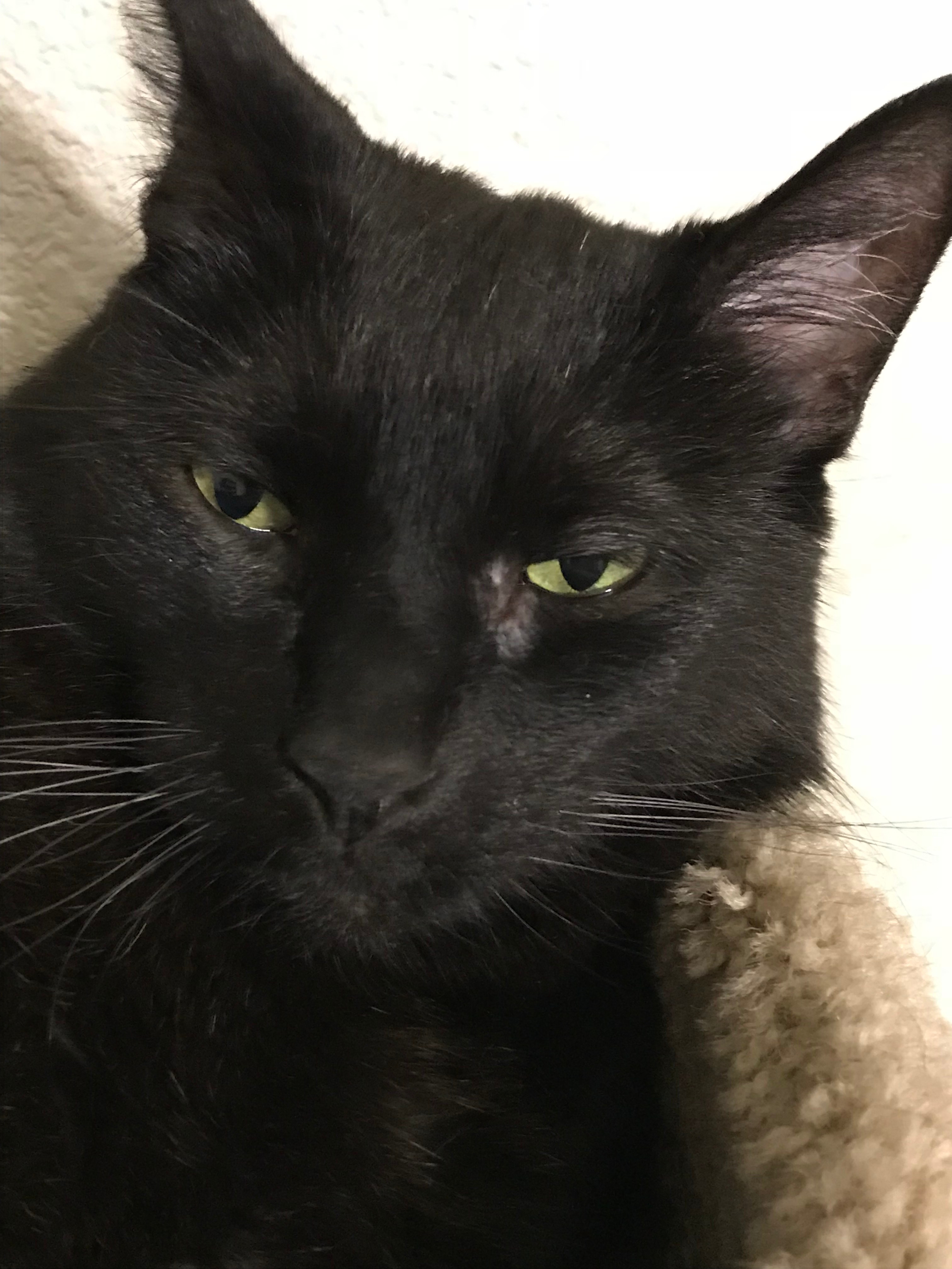 Why Is My Cat Losing So Much Fur? Munchkin Kitten Store