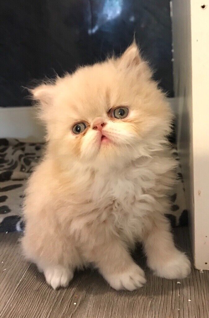 The Fascinating Mystery Behind Persian Cats’ Flat Faces Munchkin