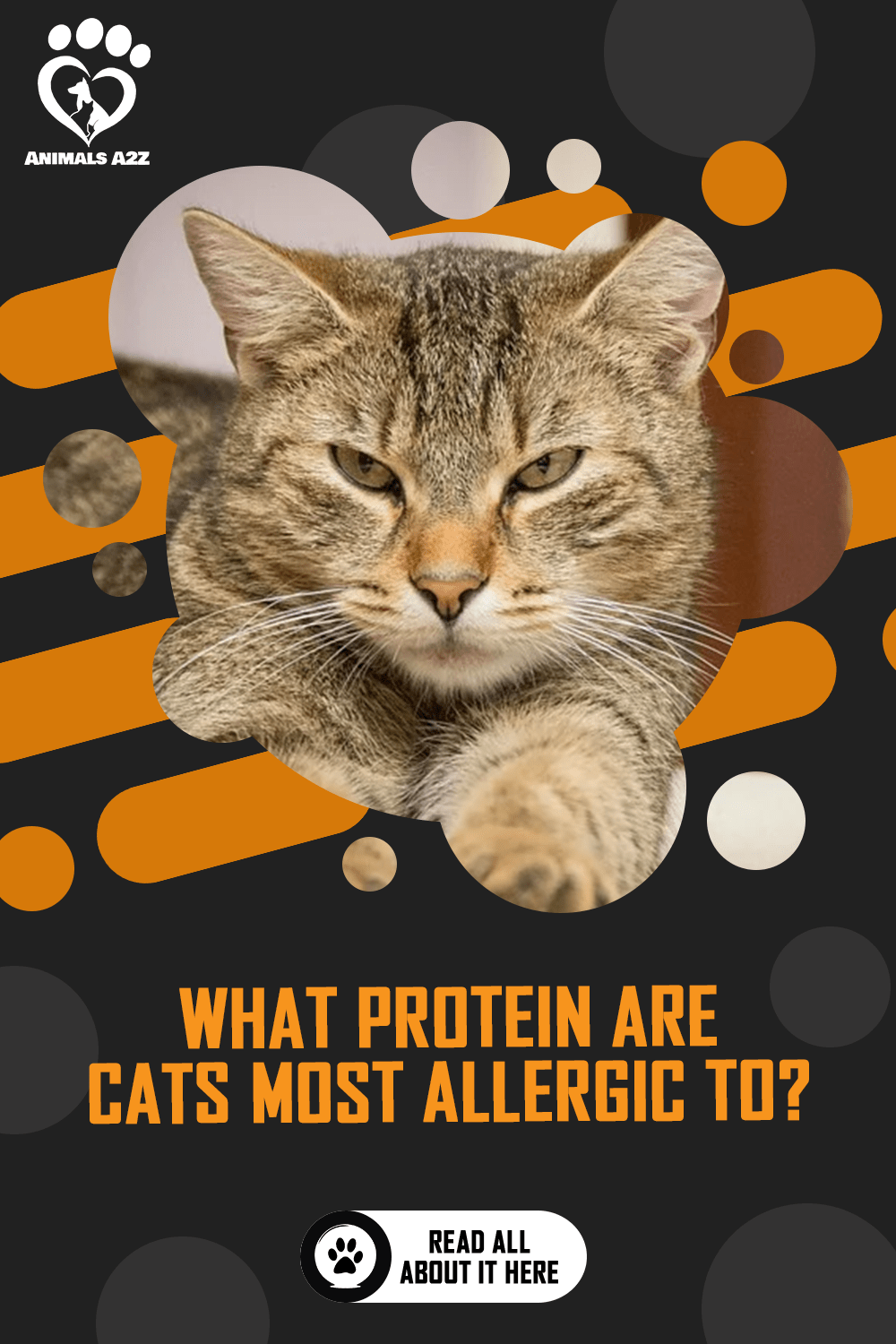The Truth About Food Allergies In Cats Munchkin Kitten Store