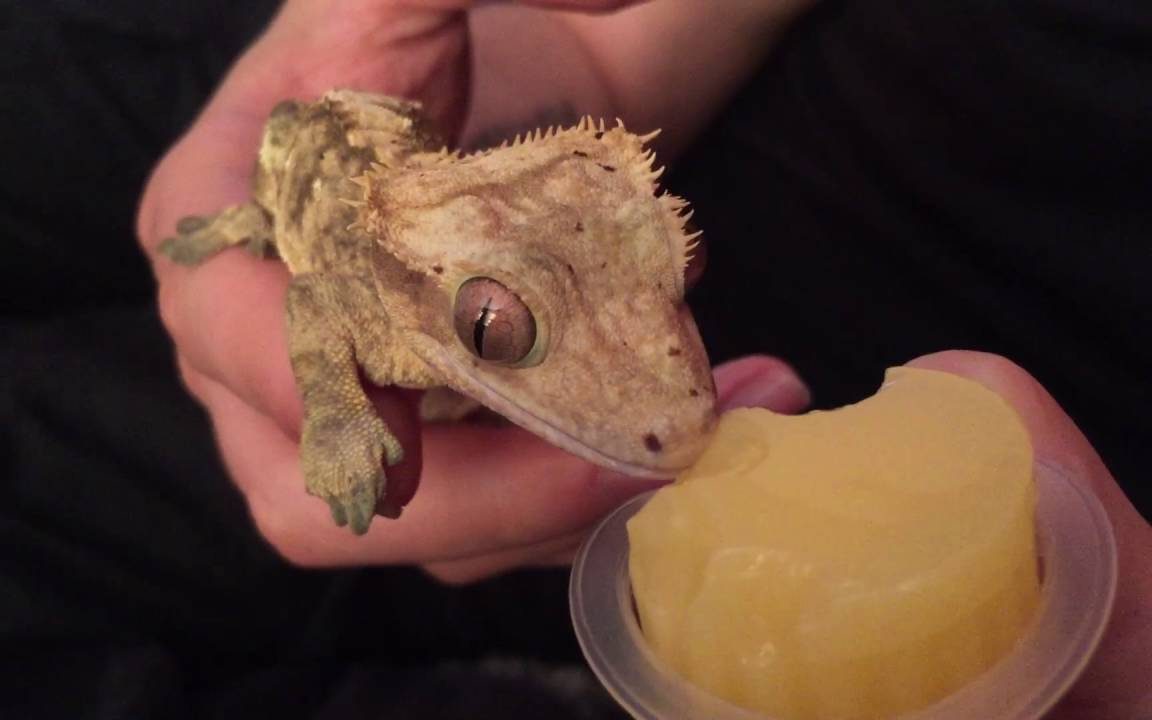 Can Geckos Eat Cat Food? Munchkin Kitten Store