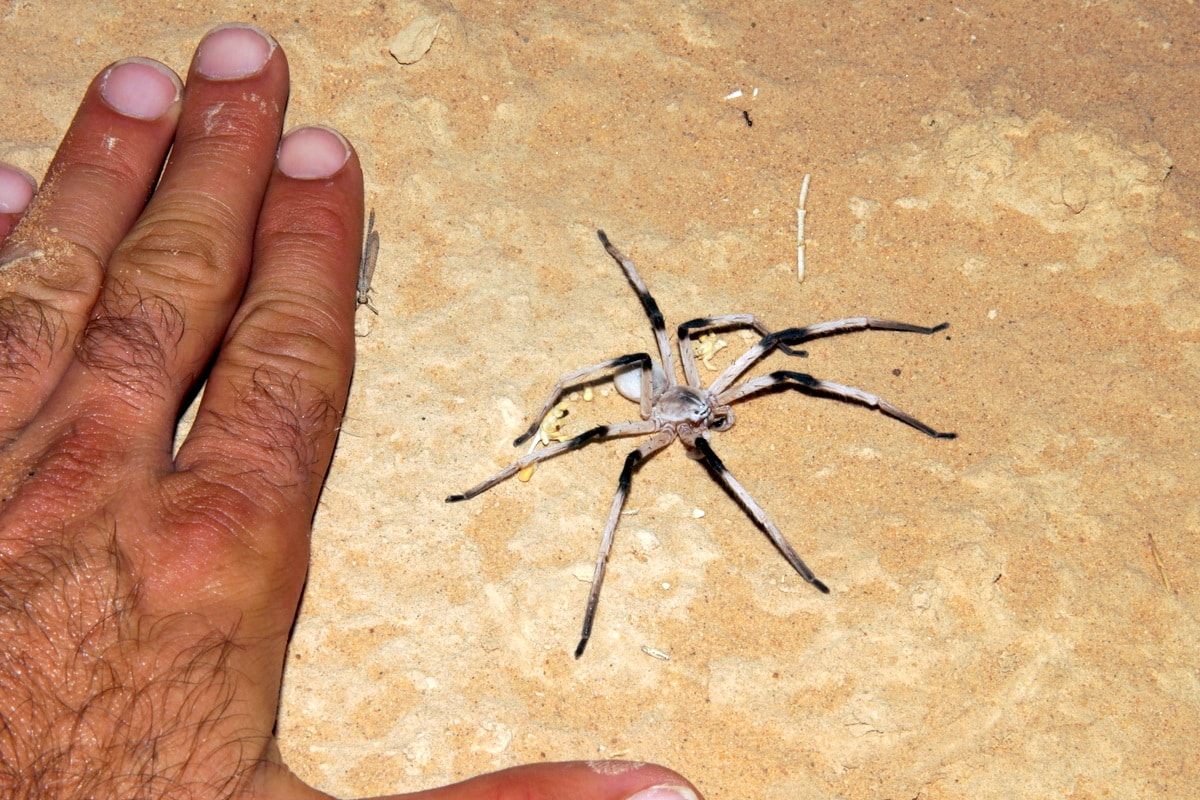The 16 Largest Spiders on Earth Mutually