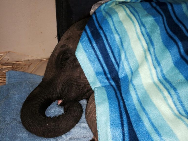 Baby Elephant Left Behind By Pack Was Dying, Until He Met This Unlikely