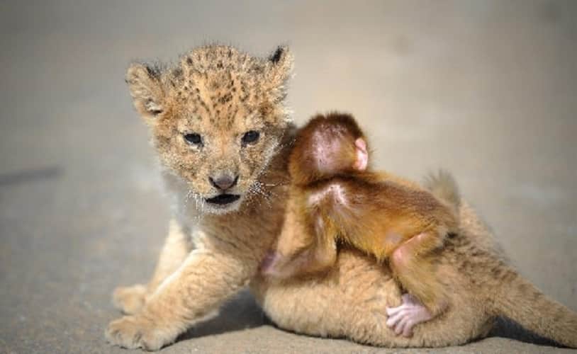 Adorable Baby Monkey Best Friends With Fierce Baby Lion Mutually