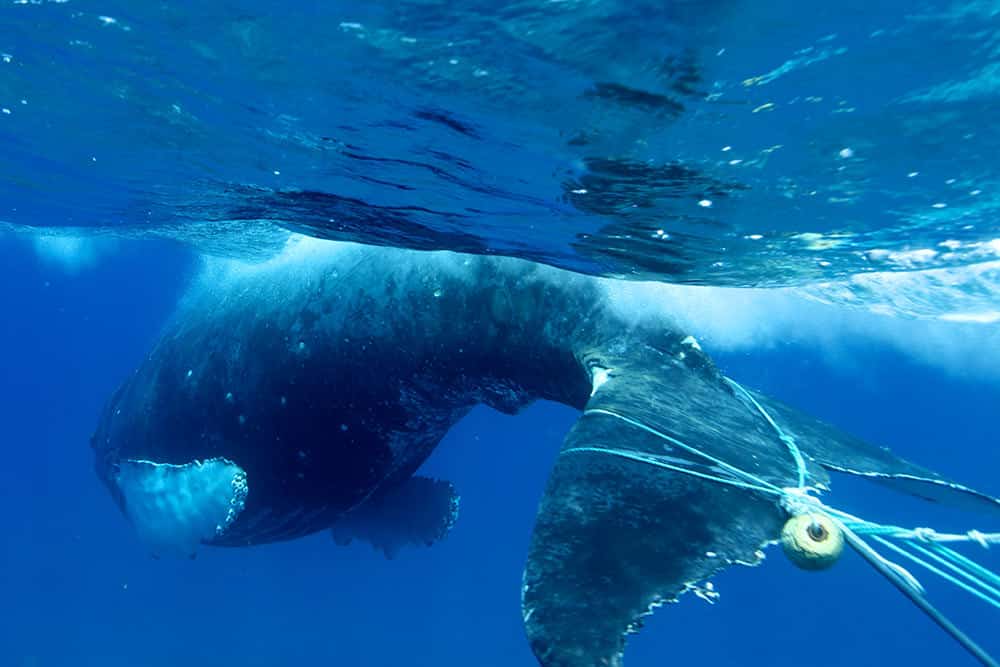 Diver Approaches Giant Whale, On Closer Inspection