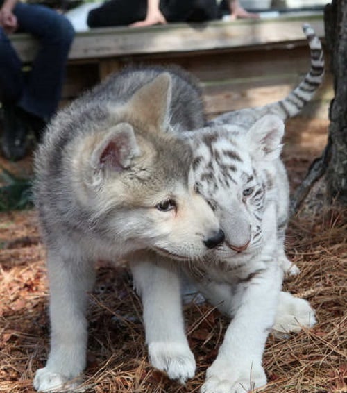 This Unlikely Friendship Between A Wolf And A Tiger Is Too Cute For