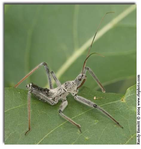 Juvenile Assassin Bug