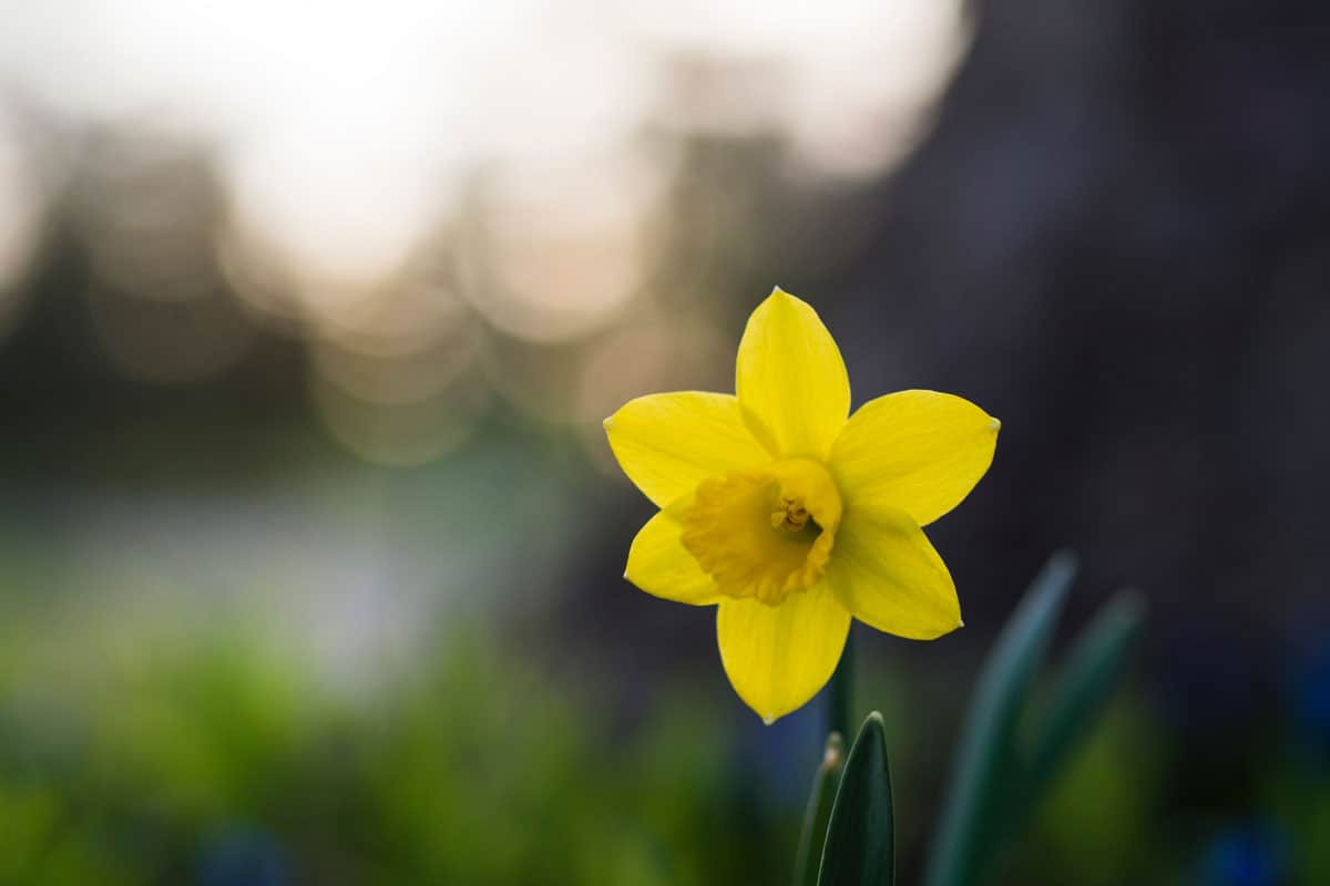 20 Important Plants and Flowers in Greek Mythology Myth Nerd