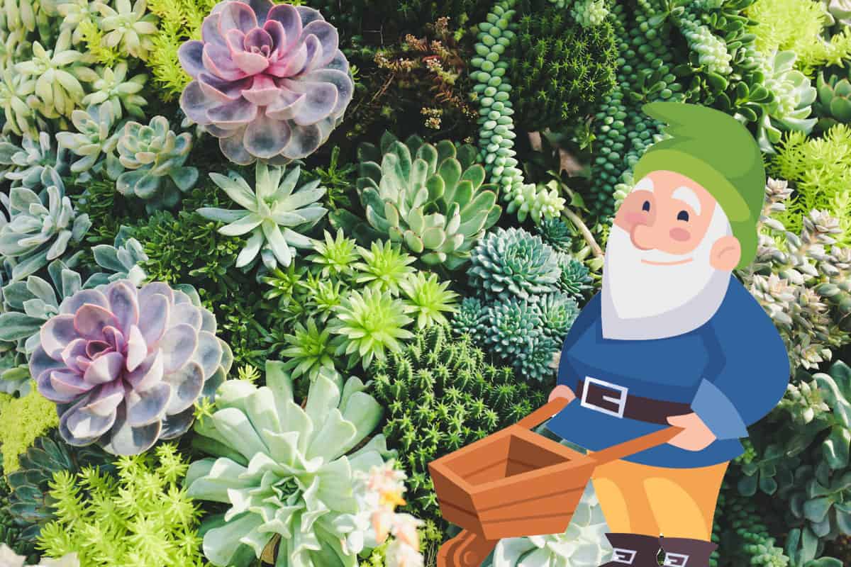 How Long Do Gnomes Live? Myth Nerd