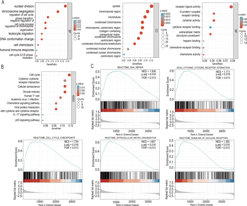 NUP37 promotes the proliferation and invasion of glioma cells through