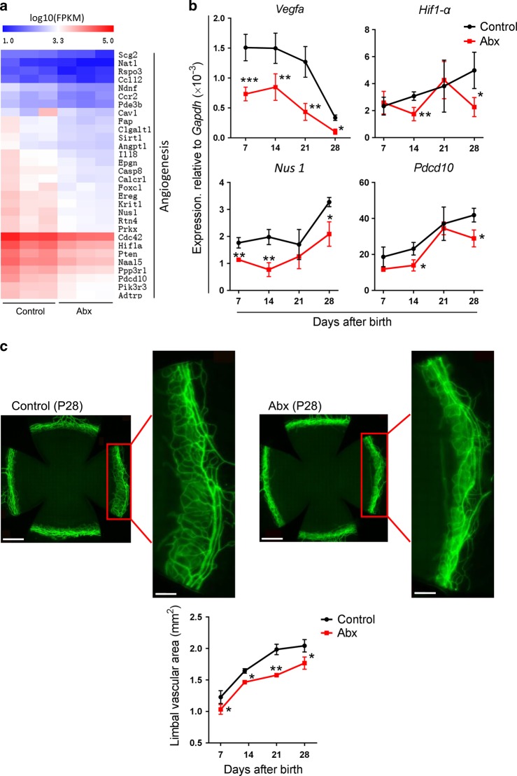 Antibioticinduced dysbiosis of gut microbiota impairs corneal