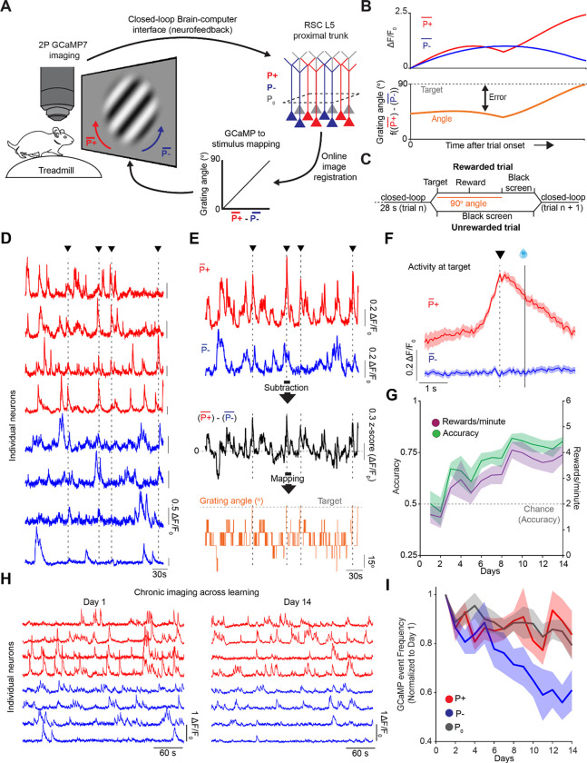 Vectorized instructive signals in cortical dendrites during a brain