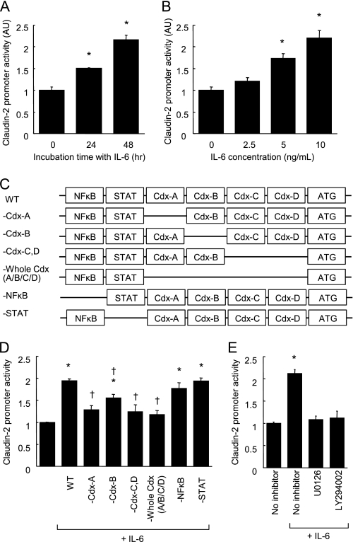 Interleukin6 (IL6) Regulates Claudin2 Expression and Tight Junction