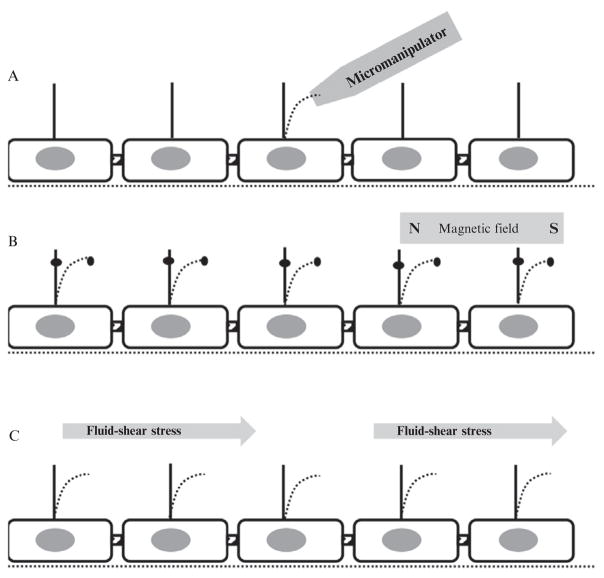 NonMotile Primary Cilia as Fluid Shear Stress Mechanosensors PMC