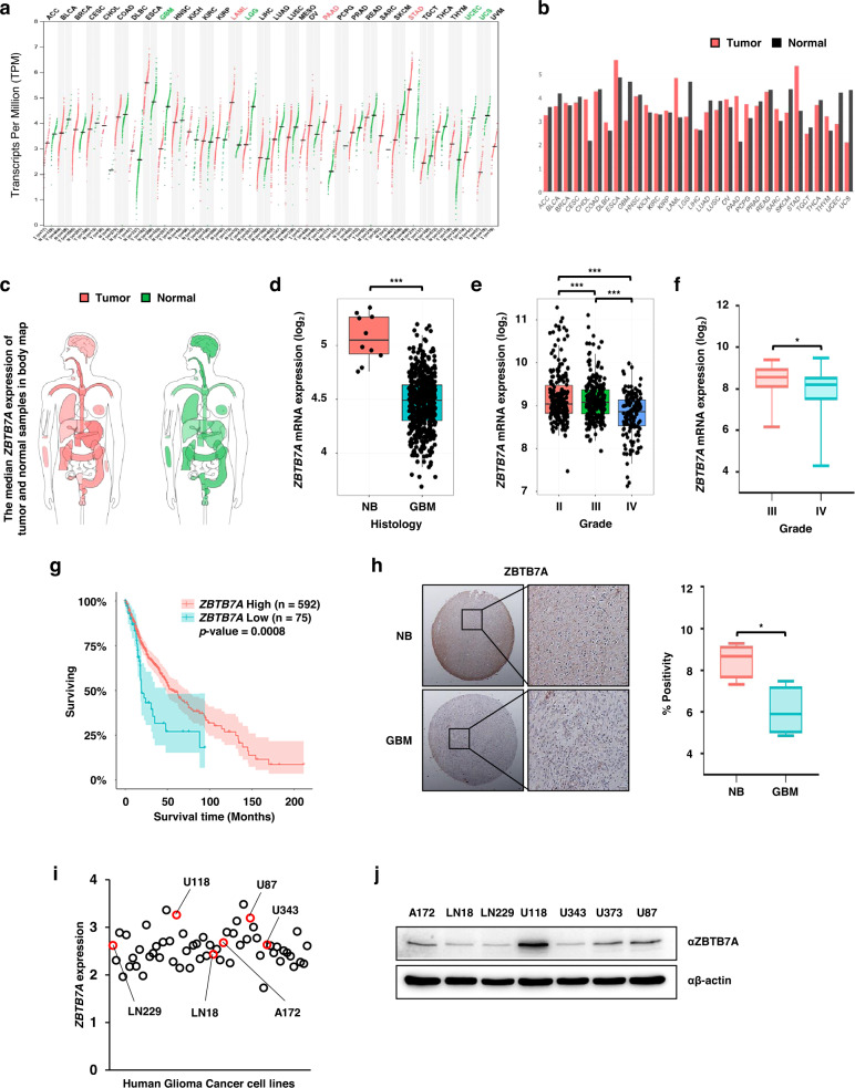 ZBTB7A suppresses glioblastoma tumorigenesis through the
