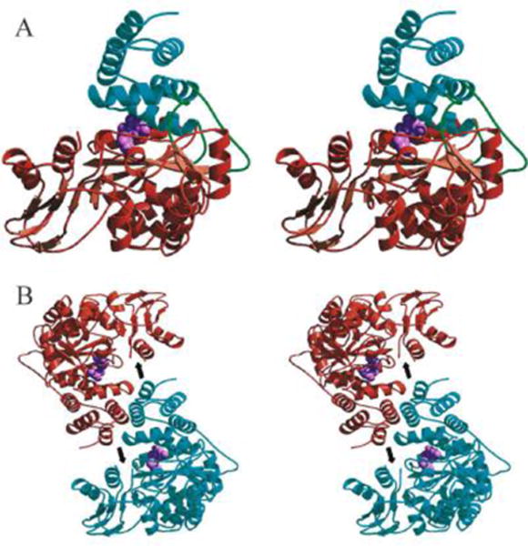 Thymidine phosphorylase a potential new target for treating