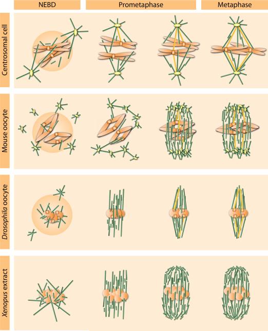 Acentrosomal Spindle Assembly & Chromosome Segregation During Oocyte