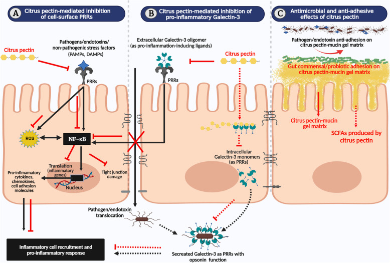 Role of omega3 polyunsaturated fatty acids, citrus pectin, and milk