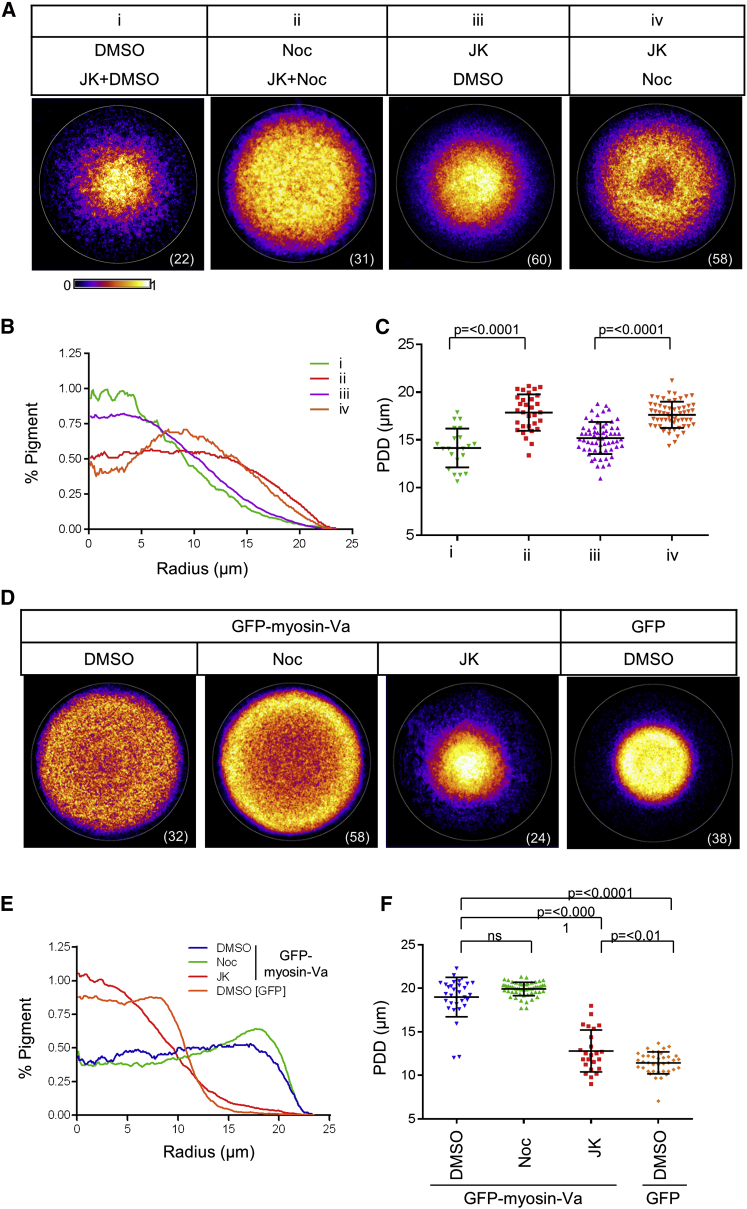 MyosinVa and Dynamic Actin Oppose Microtubules to Drive LongRange