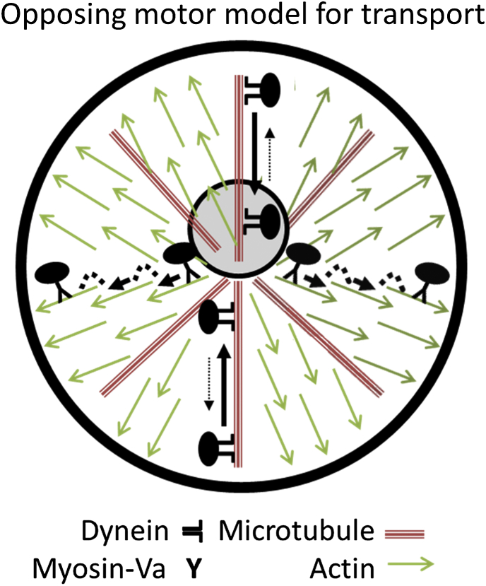 MyosinVa and Dynamic Actin Oppose Microtubules to Drive LongRange
