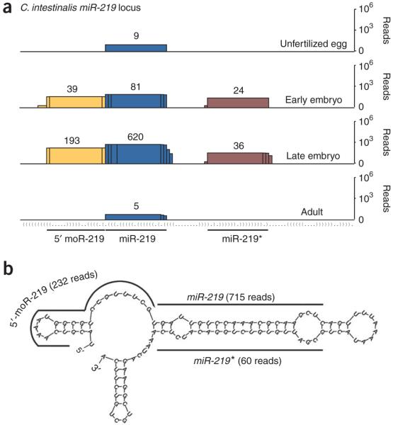 A distinct class of small RNAs arises from premiRNAproximal regions
