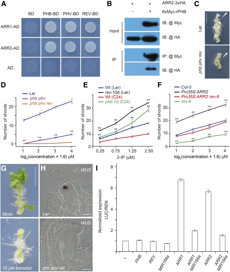 A TwoStep Model for de Novo Activation of WUSCHEL during Plant Shoot