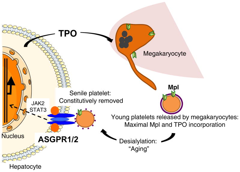 Platelet clearance by the hepatic AshwellMorrell receptor mechanisms