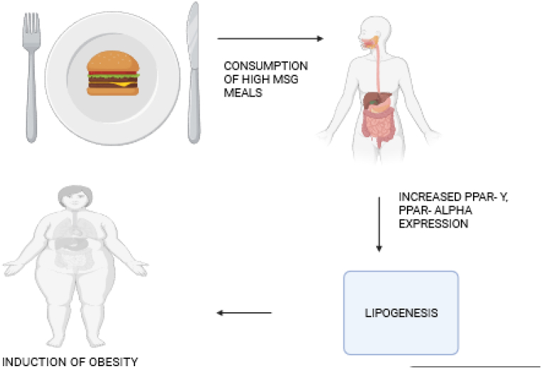 The interplay between monosodium glutamate (MSG) consumption and