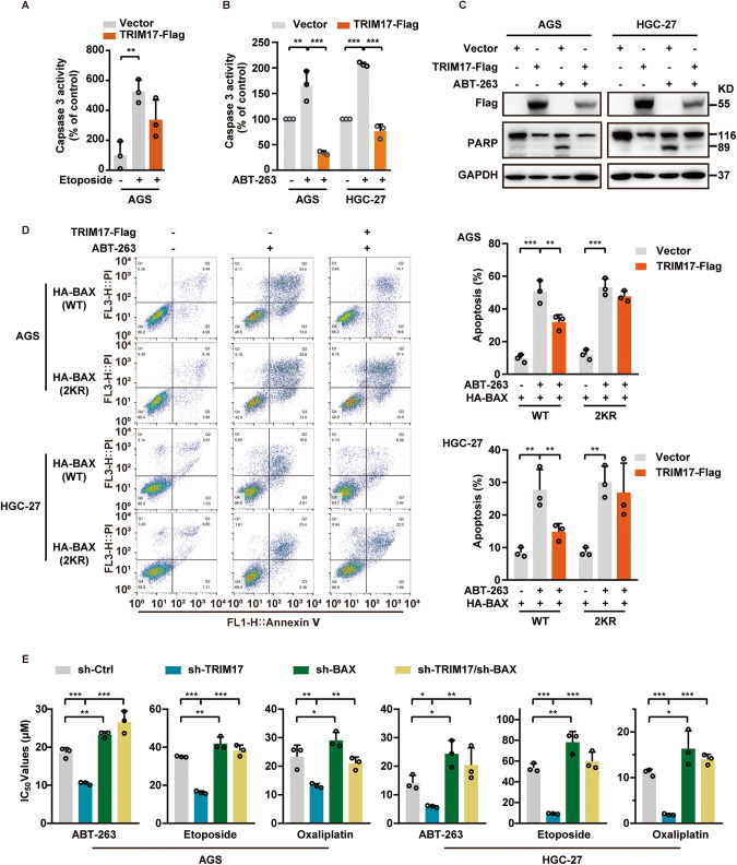 The E3 ubiquitin ligase TRIM17 promotes gastric cancer survival and