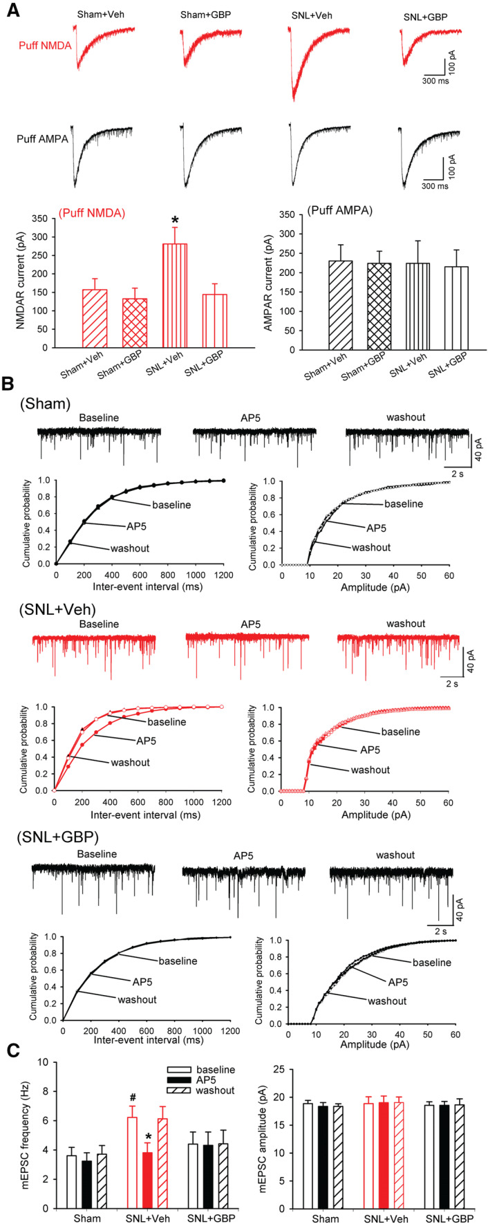 Presynaptic NMDA receptors control nociceptive transmission at the