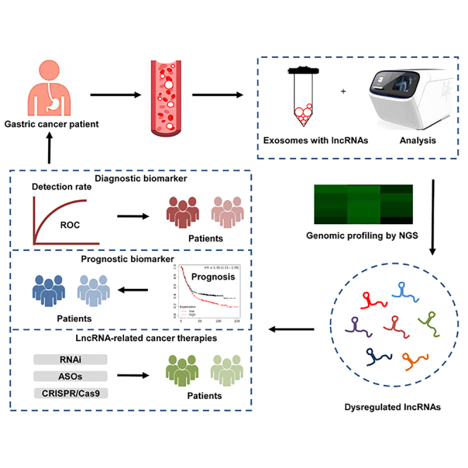 Long noncoding RNAs Biogenesis, functions, and clinical significance