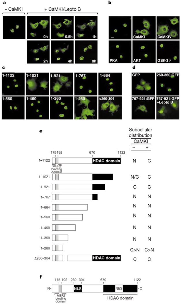 Signaldependent nuclear export of a histone deacetylase regulates