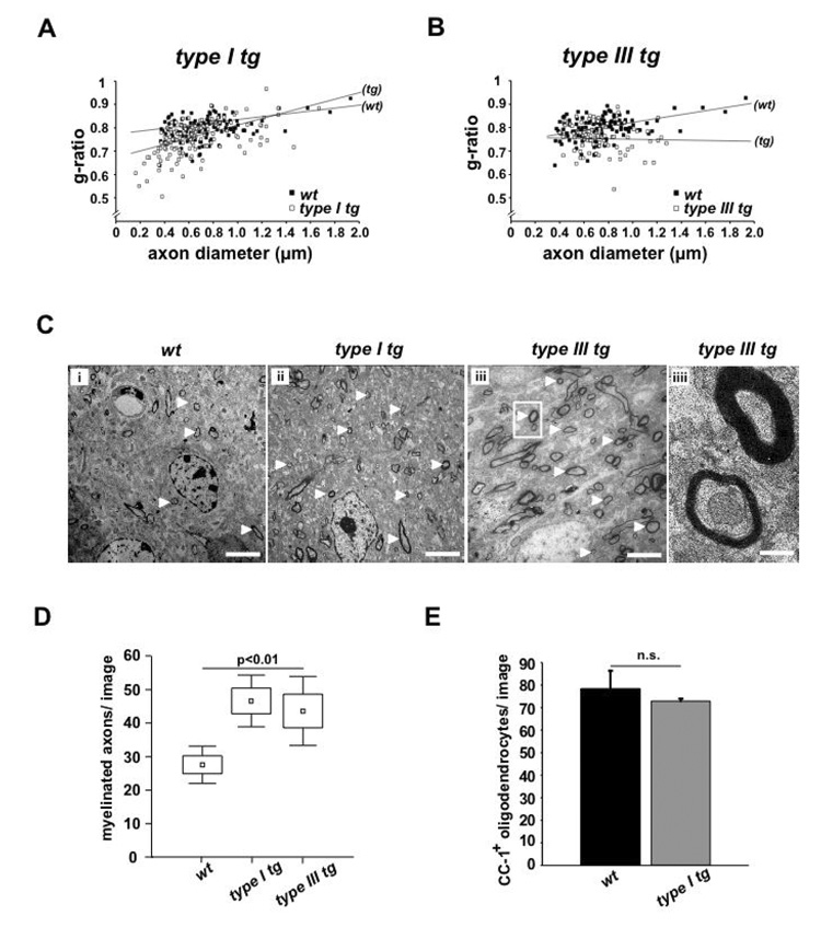 Neuregulin1/ErbB signaling serves distinct functions in myelination of